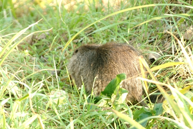Nutria, Myocastor coypus - Bentivoglio (BO)